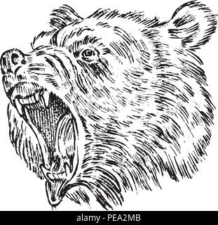 Portrait von Grizzlybären. Kopf eines wilden Tieres. wütend Brüllen eines Raubtiers. Abzeichen oder Emblem Vector Illustration. Graviert Hand gezeichnet alte Schwarzweiß Vintage Skizze. Stock Vektor