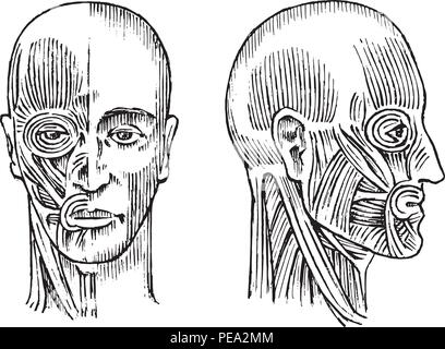 Die menschliche Anatomie. Muskel und Knochen des Kopfes. Medizinische Vector Illustration für Wissenschaft, Medizin und Biologie. Männliche Gesicht eingraviert Hand gezeichnet alte Schwarzweiß Vintage Skizze. Vorder- und Seitenansicht. Stock Vektor