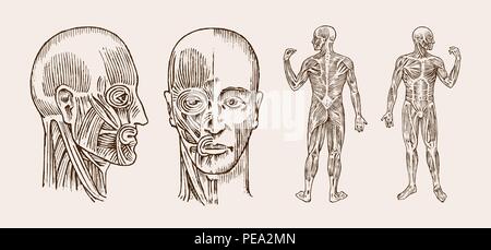 Die menschliche Anatomie. Muskel und Knochen des Kopfes. Medizinische Vector Illustration für Wissenschaft, Medizin und Biologie. Männliche Gesicht eingraviert Hand gezeichnet alte Schwarzweiß Vintage Skizze. Vorder- und Seitenansicht. Stock Vektor
