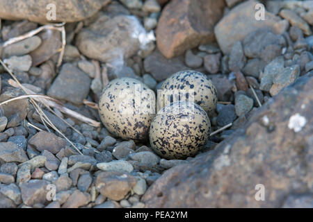 Drei Austernfischer Eier in die Felsen Stockfoto