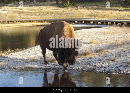 Tierwelt Natur Outdoor Fotografie enorme Single Bison Buffalo Bull Ungulate Säugetier gehen mit Reflexion im Wasser Yellowstone National Park USA Stockfoto