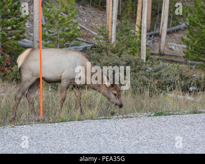 Tierwelt Natur Fotografie Single Elk Säugetier Spiel Cervus canadensis Yellowstone die Häufigste Ungulate Beweidung grünen Wald im Hintergrund Stockfoto