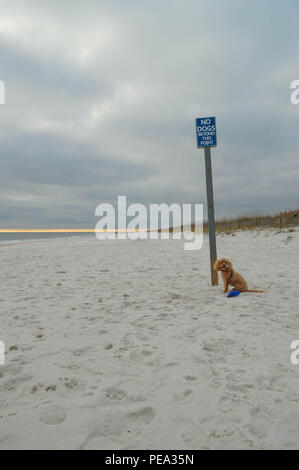 Gehorsam Cockapoo inländischen Hund sitzt, wartend auf weißer Sand bedeckt Bewölkt Winter Tag Hund Park Boundary Keine Hunde erlaubt Zeichen Wasser in Horizon Stockfoto