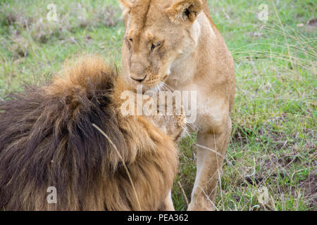 Ein Mann und eine Frau Löwe Kuscheln während ihrem Hoheitsgebiet Schutz Stockfoto