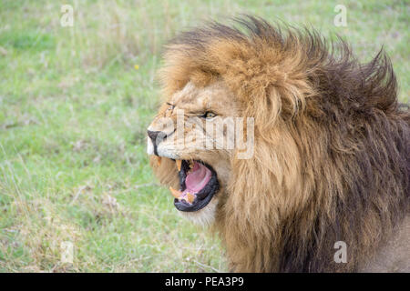 Ein männlicher Löwe Gähnen seine scharfen Zähne heraus zu zeigen. Stockfoto