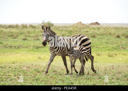 Mutter und Baby Zebra Streifen rund um den Serengeti National Park, Tansania Stockfoto