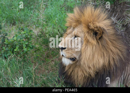 Ein männlicher Löwe sein Territorium im Serengeti National Park, Tansania Schutz Stockfoto