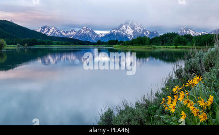 Wildblumen blühen an den Ufern des Snake River und Oxbow Bend im Grand Teton National Park Wyoming Stockfoto