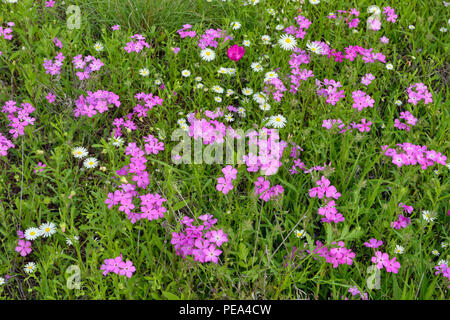 Am Straßenrand Wildblumen mit Phlox, Daisy und winecup, Llano County, Texas, USA Stockfoto