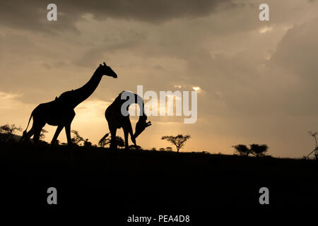 Zwei Masai giraffe hängen vor einem wunderschönen Sonnenuntergang in den Ebenen der Serengeti National Park, Tansania. Stockfoto