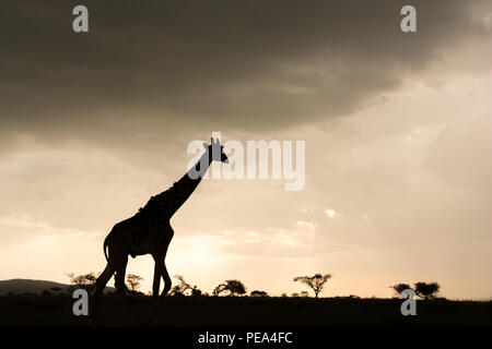 Eine junge Giraffe gehen über den atemberaubenden Sonnenuntergang in der Serengeti National Park, Tansania. Stockfoto