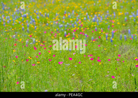 Am Straßenrand Wildblumen mit Winecup (Callirhoe sp.), Mason County, Texas, USA Stockfoto