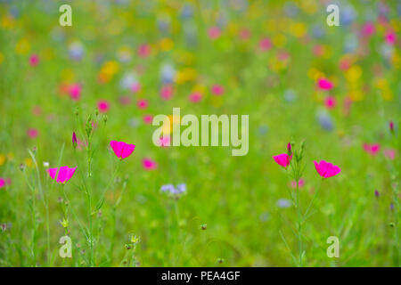Am Straßenrand Wildblumen mit Winecup (Callirhoe sp.), Mason County, Texas, USA Stockfoto