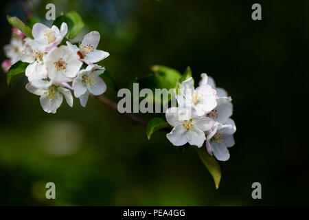 Apple Blüten Zweig Stockfoto