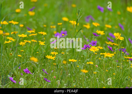 Gänseblümchen und Stork's Bill (Erodium texanum), Hamilton Pool bewahren Travis County, Texas, USA Stockfoto