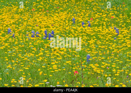 Eine Mischung aus Texas Wildblumen mit huisache Daisy blühen in einem ländlichen Wohngebiet Hof, Smithwick, Blanco County, Texas, USA Stockfoto