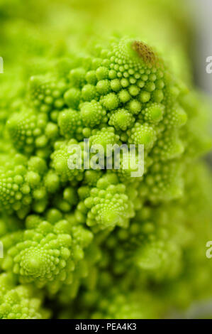 Romanesco ähnelt oberflächlich ein Blumenkohl, aber es ist Chartreuse in Farbe, und ihre Form ist auffallend Fraktale in der Natur jeder bud aus ist Stockfoto