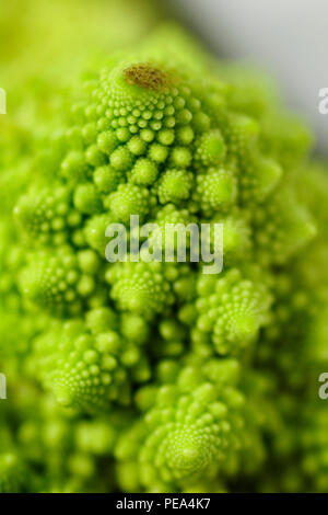 Romanesco ähnelt oberflächlich ein Blumenkohl, aber es ist Chartreuse in Farbe, und ihre Form ist auffallend Fraktale in der Natur jeder bud aus ist Stockfoto