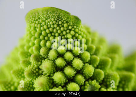 Romanesco ähnelt oberflächlich ein Blumenkohl, aber es ist Chartreuse in Farbe, und ihre Form ist auffallend Fraktale in der Natur jeder bud aus ist Stockfoto