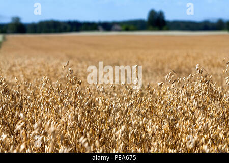 Goldenen Feld gesät Getreide mit einem Streifen grünen Wald und der Himmel am Horizont Stockfoto