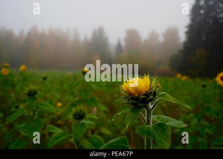 Angehende Sonnenblumen in misty September Morgen Stockfoto