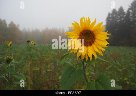 Sonnenblumenfeld warten auf Sonne, Misty September Morgen Stockfoto