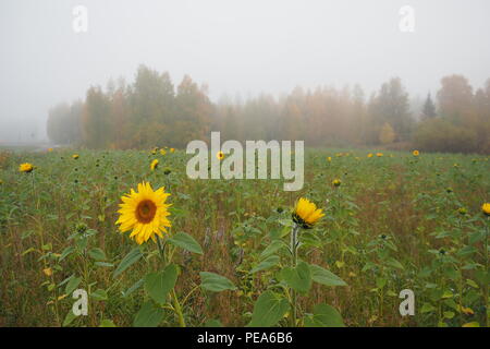 Sonnenblumenfeld, Misty September Morgen Stockfoto