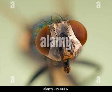 Grüne Flasche Fliegen Dasyphora cyanella Makro Nahaufnahme des Kopfes Stockfoto