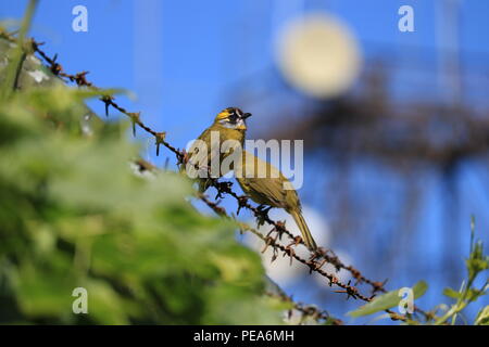 Gelb-eared bulbul Nuwara Eliya Stockfoto