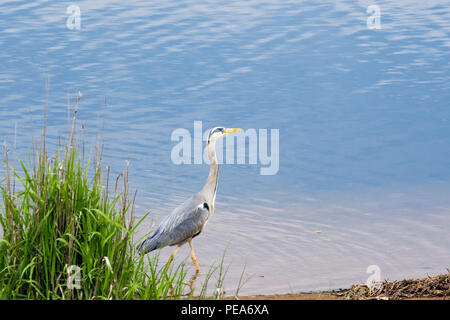 Nach Graureiher (Ardea cinerea) waten auf Waters Edge von Afon Glaslyn Flussmündung in Pont Croesor, Porthmadog, Gwynedd, Wales, Großbritannien, Großbritannien Stockfoto