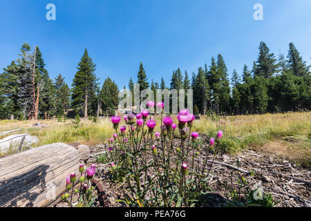 Eine Distel Pflanze (cirsium) im Adler Wiese ares der Stanislaus National Forest in der kalifornischen Sierra Nevada Stockfoto