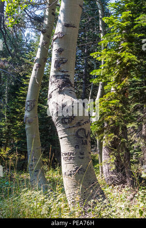 People's Aspen Tree haben Namen und Initialen in im Eagle Wiese Bereich des Stanislaus National Forest Kalifornien Sierra Nevada geschnitzt Stockfoto