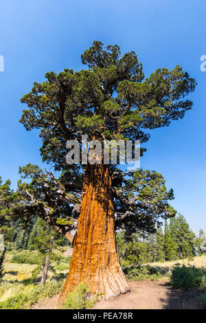 Die Bennett Juniper ein 2000 Jahre alter Baum in der Adler Wiese Bereich des Stanislaus National Forest mit Rauch aus dem Donnell und Ferguson Brände Stockfoto