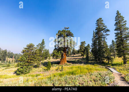 Die Bennett Juniper ein 2000 Jahre alter Baum in der Adler Wiese Bereich des Stanislaus National Forest mit Rauch aus dem Donnell und Ferguson Brände Stockfoto