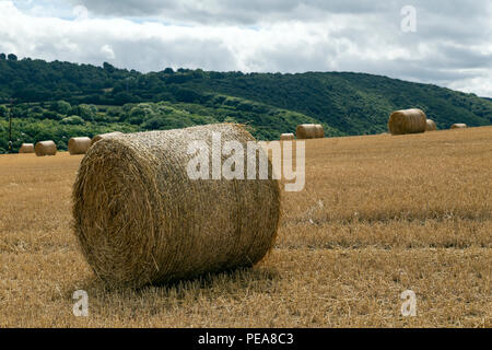 Heu, Gras, Hülsenfrüchte, oder anderen krautigen Pflanzen, die geschnitten wurden, getrocknet und gelagert für die Verwendung als Tierfutter,, Dartmoor National Park, Dunsford, Stockfoto