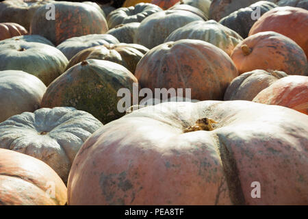 Viel Kürbis. Muster fallen. Farmers Market. Stockfoto