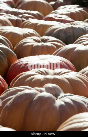 Viel Kürbis. Muster fallen. Farmers Market. Stockfoto