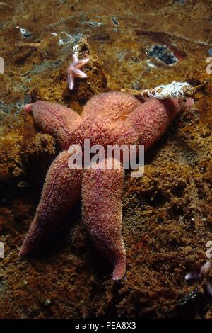 Asterias Rubens, Gemeiner Seestern, gemeinsame Seesterne, Eckernförde, Ostsee, Ostsee Stockfoto