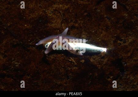 Asterias Rubens, Gemeiner Seestern, gemeinsame Seesterne, Eckernförde, Ostsee, Ostsee Stockfoto