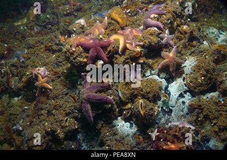 Asterias rubens, Gemeiner Seestern, Seesterne, Mytilus edulis, mytilus muschel, Miesmuschel, Eckernförde, Ostsee, Ostsee Stockfoto