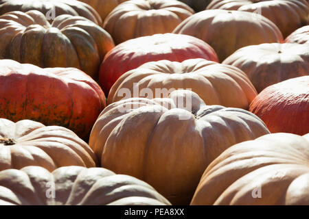 Viel Kürbis. Muster fallen. Farmers Market. Stockfoto