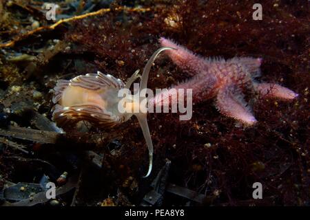 Asterias rubens, Gemeiner Seestern, Seesterne, Facelina bostoniensis, Drummonds Fadenschnecke, Boston facelina, Eckernförde, Ostsee, Ostsee Stockfoto