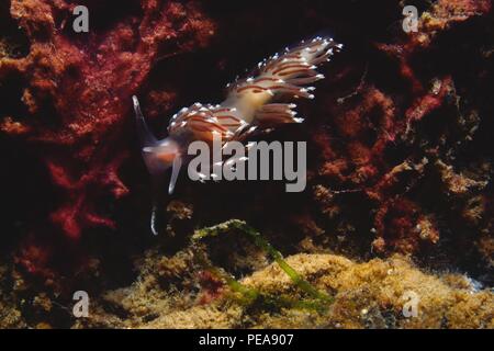 Facelina bostoniensis, Drummonds Fadenschnecke, Boston facelina, Eckernförde, Ostsee, Ostsee Stockfoto