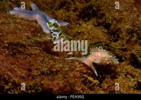 Asterias rubens, Gemeiner Seestern, Seesterne, Facelina bostoniensis, Drummonds Fadenschnecke, Boston facelina, Eckernförde, Ostsee, Ostsee Stockfoto