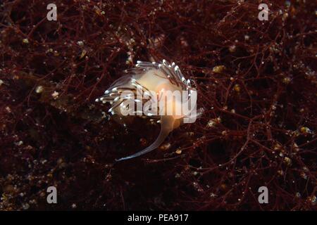 Facelina bostoniensis, Drummonds Fadenschnecke, Boston facelina, Eckernförde, Ostsee, Ostsee Stockfoto