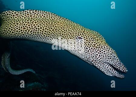 Gymnothorax favagineus, Leopardenmoräne, Wabenmoräne, Netzmuräne, Malediven, Indischer Ozean, malediven, Indischer Ozean Stockfoto