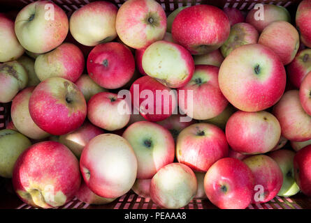 Malus Domestica 'Discovery'. Geerntete Äpfel 'Entdeckung' von oben in einer Plastikschale. Großbritannien Stockfoto