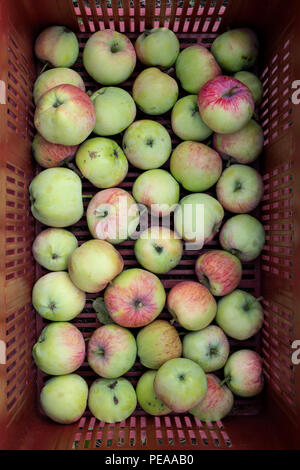 Malus Domestica 'MElba'. Geerntete Äpfel 'MElba' in einem Kunststoff versuchen. Großbritannien Stockfoto