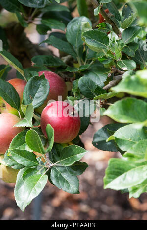 Malus Domestica" Red Devil. Äpfel auf dem Baum im August. Großbritannien Stockfoto