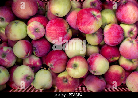 Malus Domestica" rot Melba". Geerntete Äpfel' rot Melba" von oben. Großbritannien Stockfoto